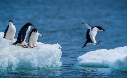 Adelie penguins