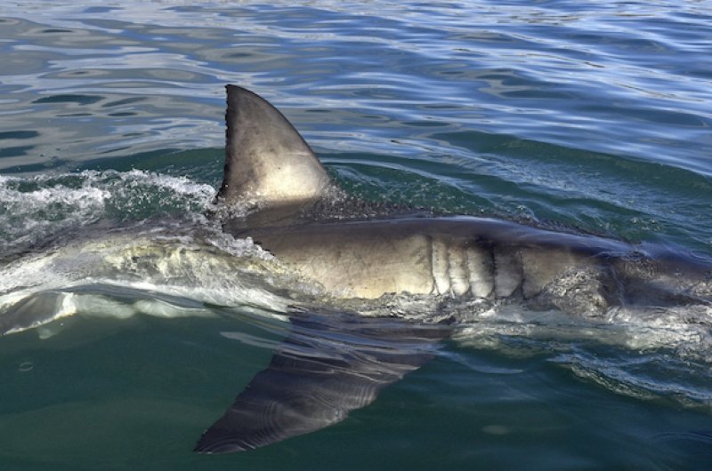 Shark back and dorsal fin above water. Fin of great white shark, Carcharodon carcharias, South Africa, Atlantic Ocean