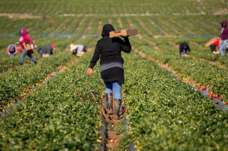 Farm field workers dressed warm while harvesting