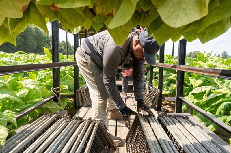 Deep Run, NC – July, 25, 2023: A Mexican H-2A farm worker packs tobacco leaves on a farm in Eastern North Carolina during the harvest in late July.