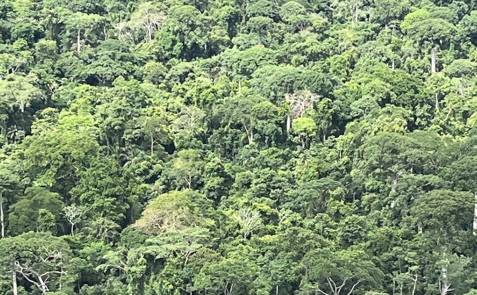 Darien Gap Jungle