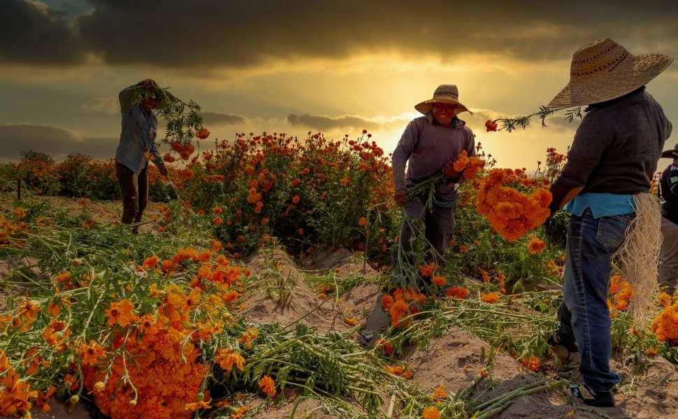 Group of farmers collecting orange marigold flowers from a field on a sunny day