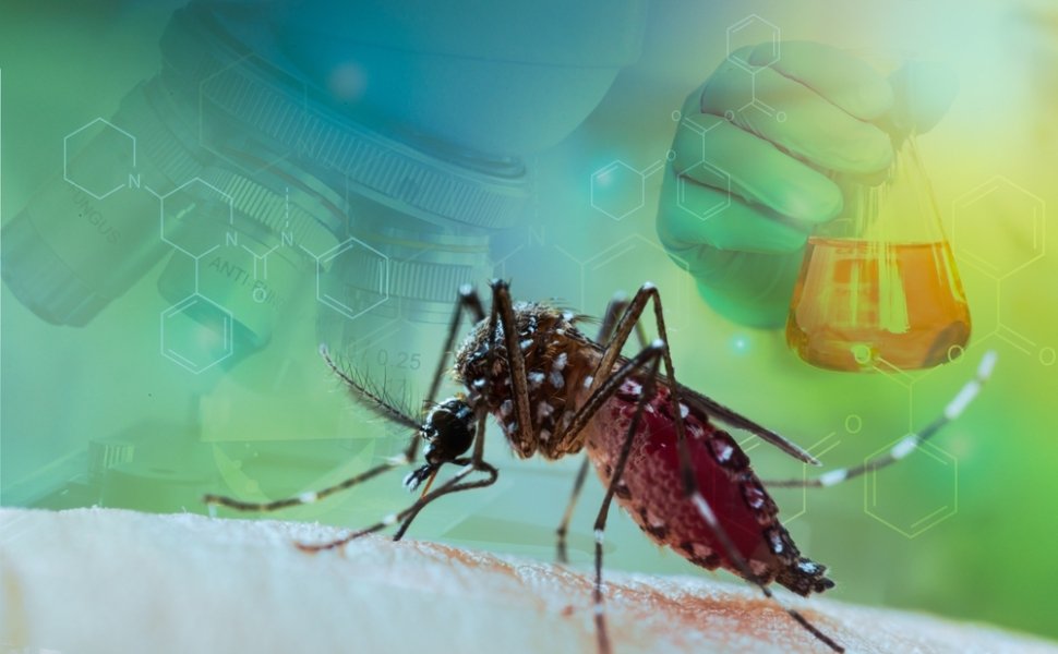 Mosquito over microscope and beaker