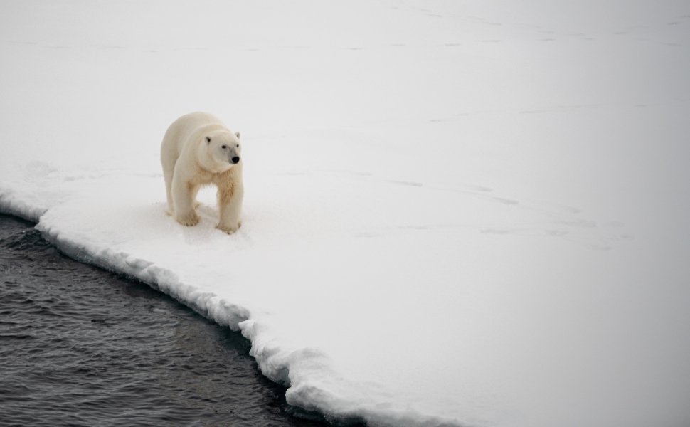 Photo of a polar bear 