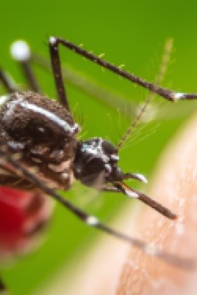 Global Mosquito Alert: Building Citizen Science Capacity for Surveillance and Control of Disease-Vector Mosquitoes