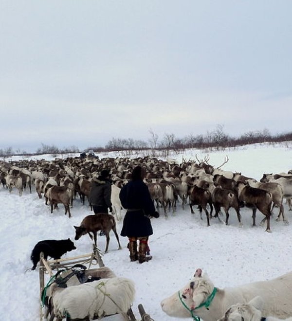 Reindeer in Naryan-Mar, Russia.