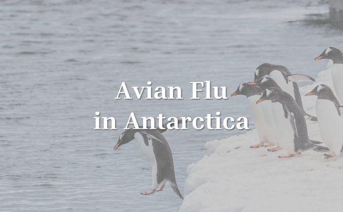 Title alternative for Avian Flu video