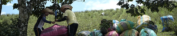 Farm laborers weigh sacks of harvested coca leaves on a field in the Micay Canyon, southwestern Colombia, Tuesday, Aug. 13, 2024. The Micay Canyon connects the Andes Mountains and the Pacific Ocean, serving as a corridor for drug and weapons trafficking. (AP Photo/Fernando Vergara)