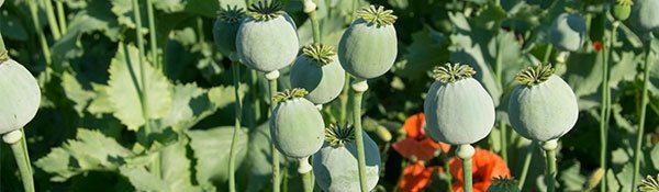 Opium Poppies