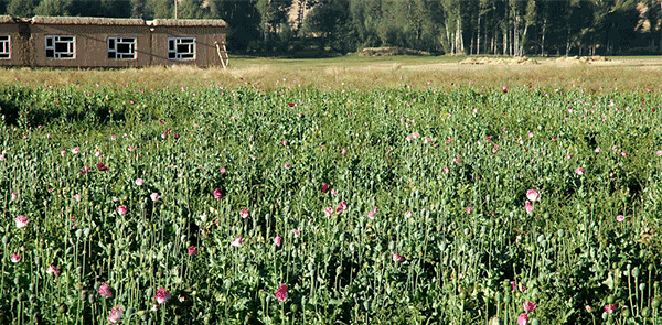 Afghan Poppy Fields