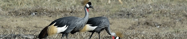 African Cranes