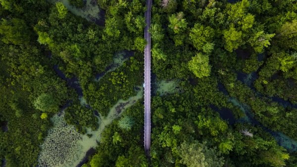 Forest from Above, Aerial Shot