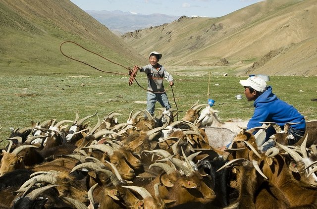 In Mongolia, Climate Change and Mining Boom Threaten National Identity