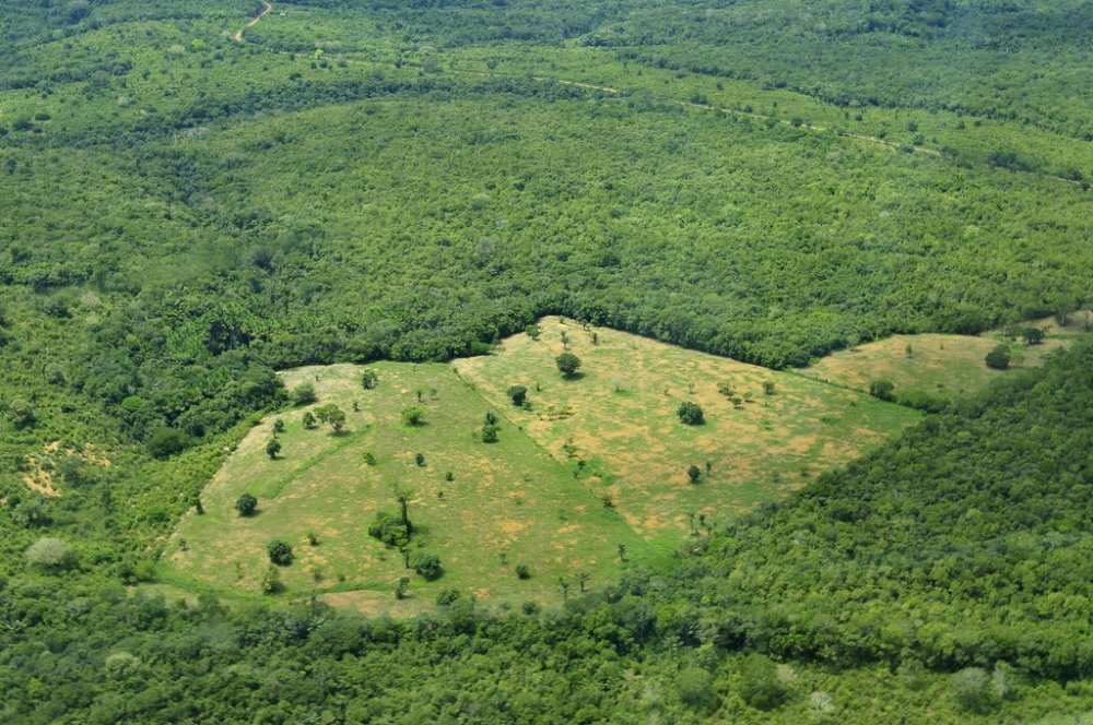 Agri)business as Usual: Curbing Deforestation in the  Rainforest