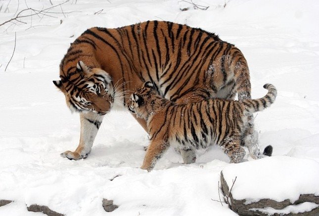  A female Amur tiger