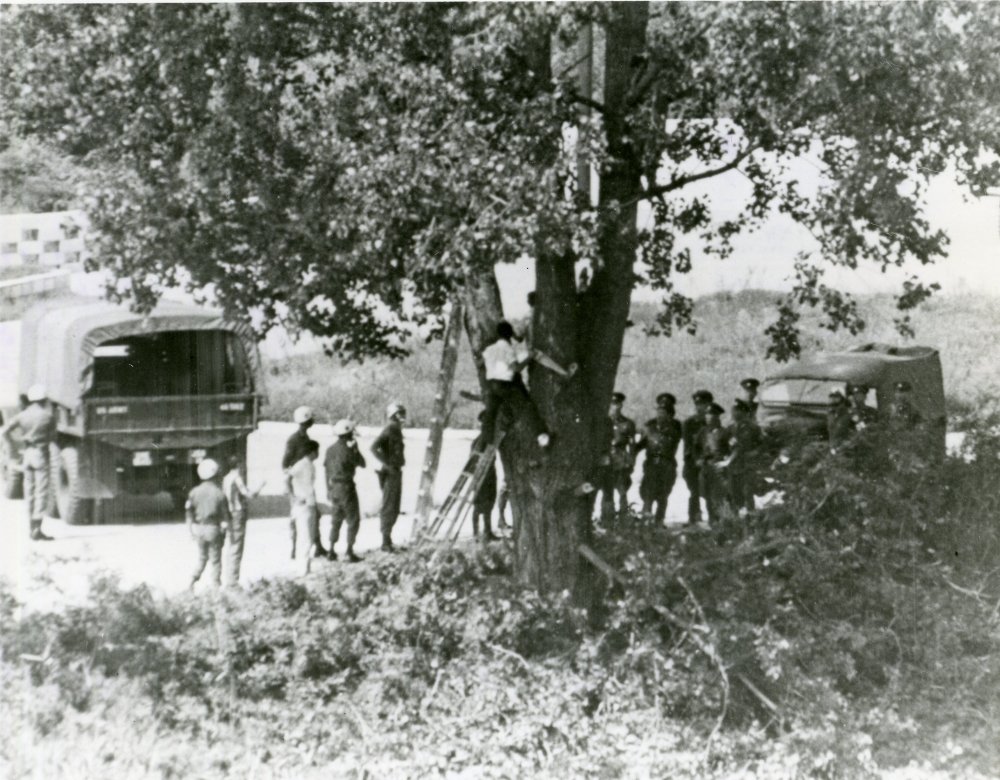 Black and white photo of men gathered around a tree as it's being pruned.