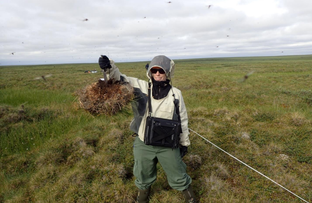 Sedge tussock