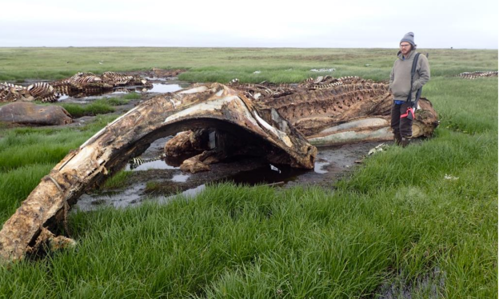 Whale Bone Pile