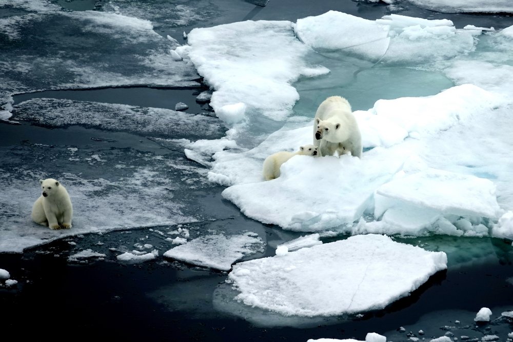 Polar bears on thin ice