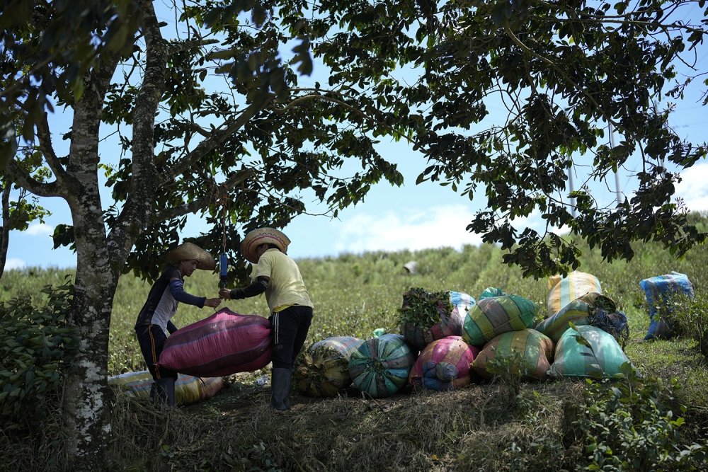 Farm laborers weigh sacks of harvested coca leaves on a field in the Micay Canyon, southwestern Colombia, Tuesday, August 13, 2024. The Micay Canyon connects the Andes Mountains and the Pacific Ocean, serving as a corridor for drug and weapons trafficking. (AP Photo/Fernando Vergara).