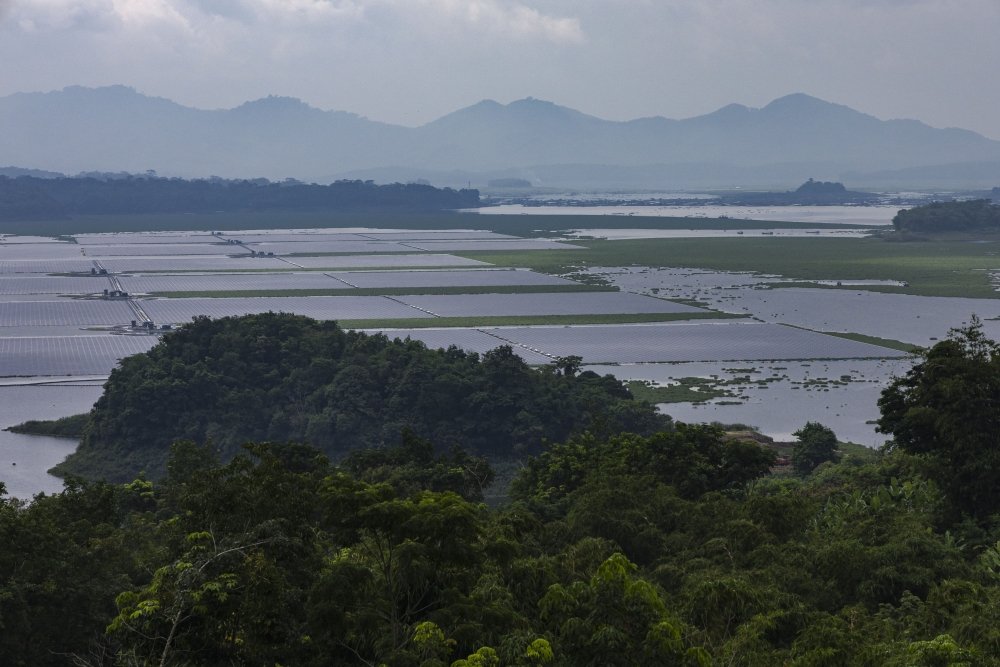 cirata floating solar behind trees