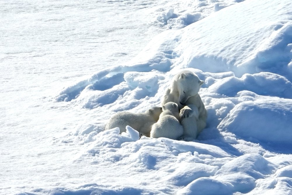 Polar bears Robin Wright 8