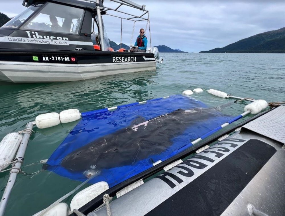 Sleeper shark in cradle