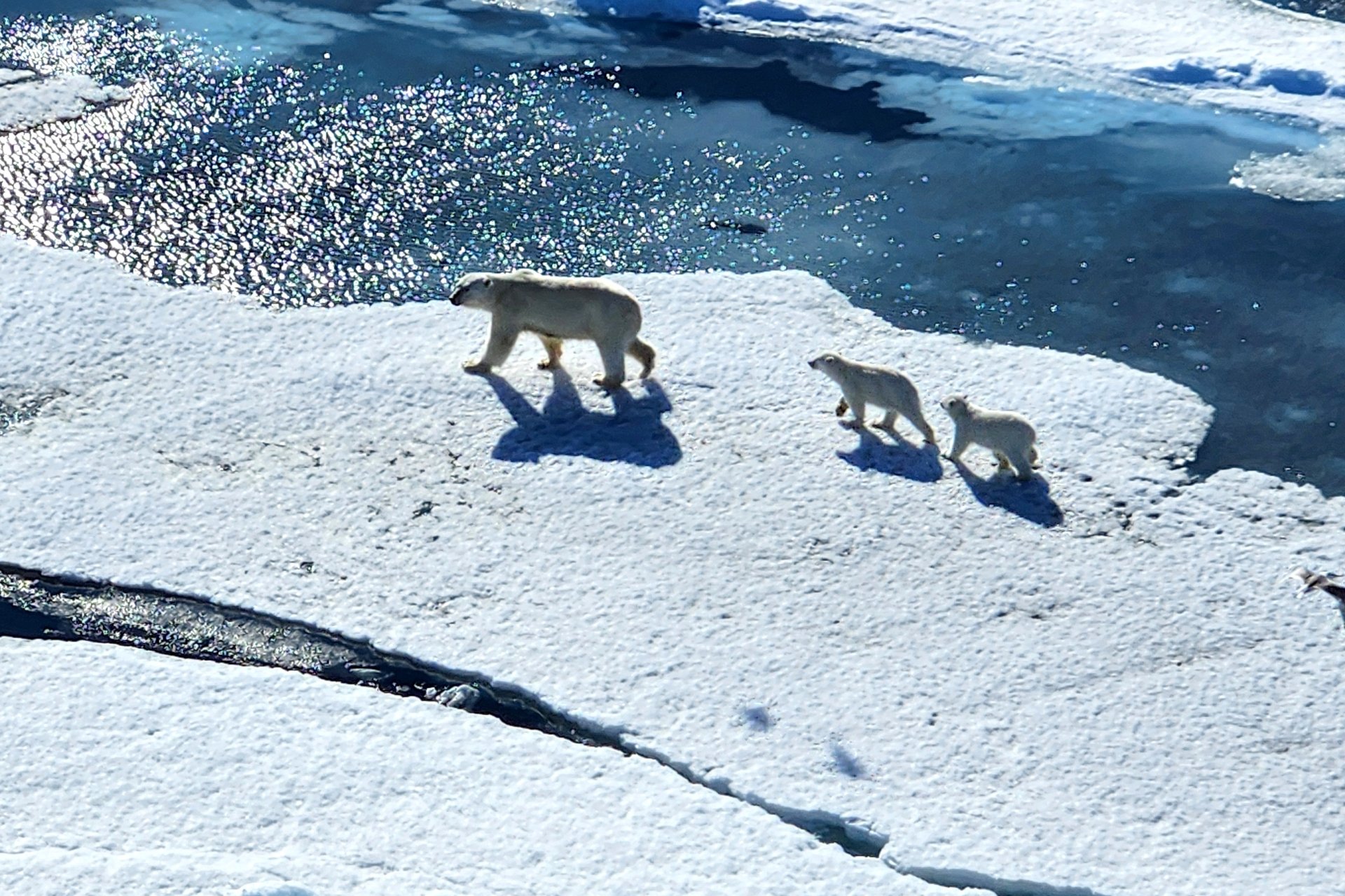 Polar bears, Robin