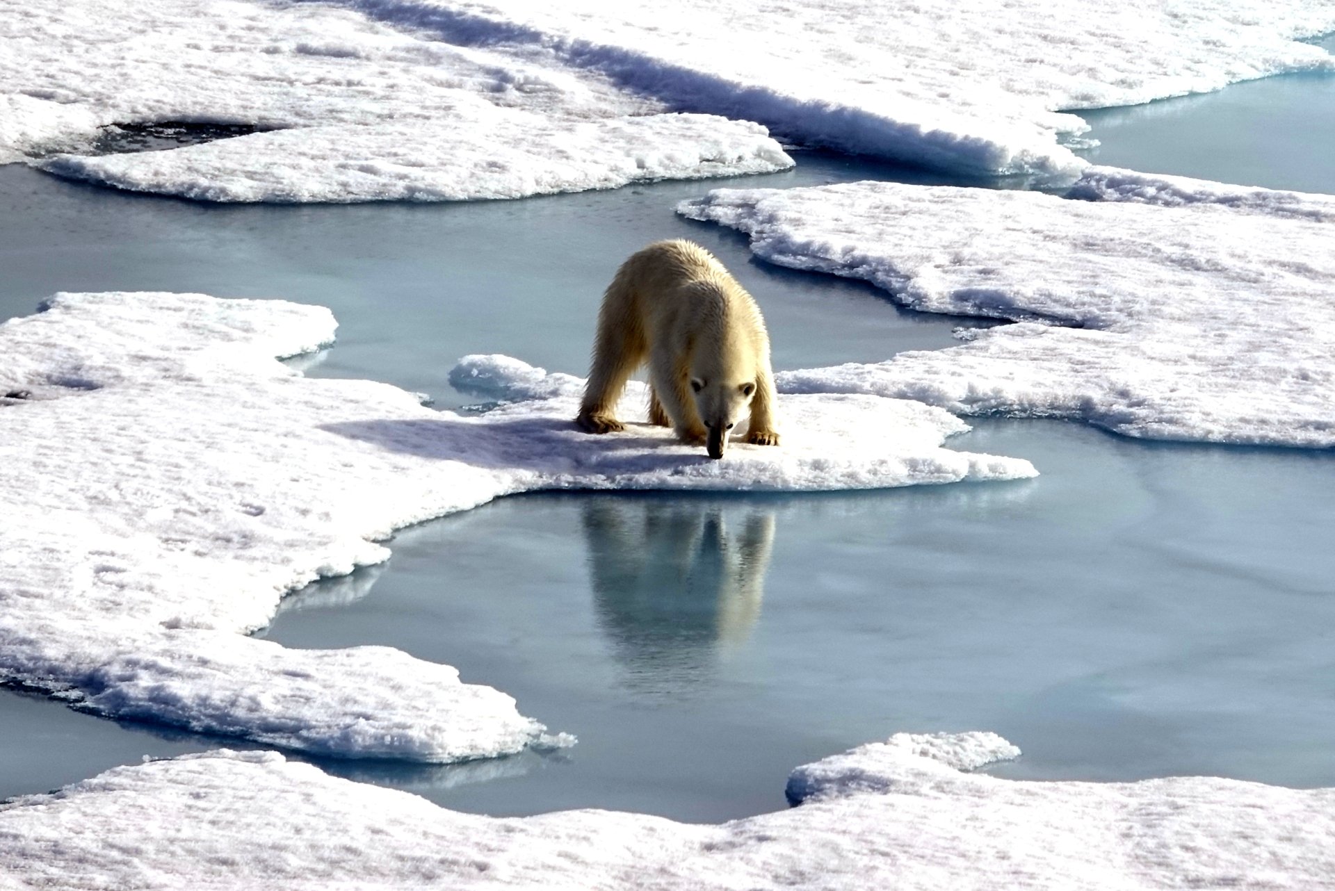 Polar bears, Robin Wright 3