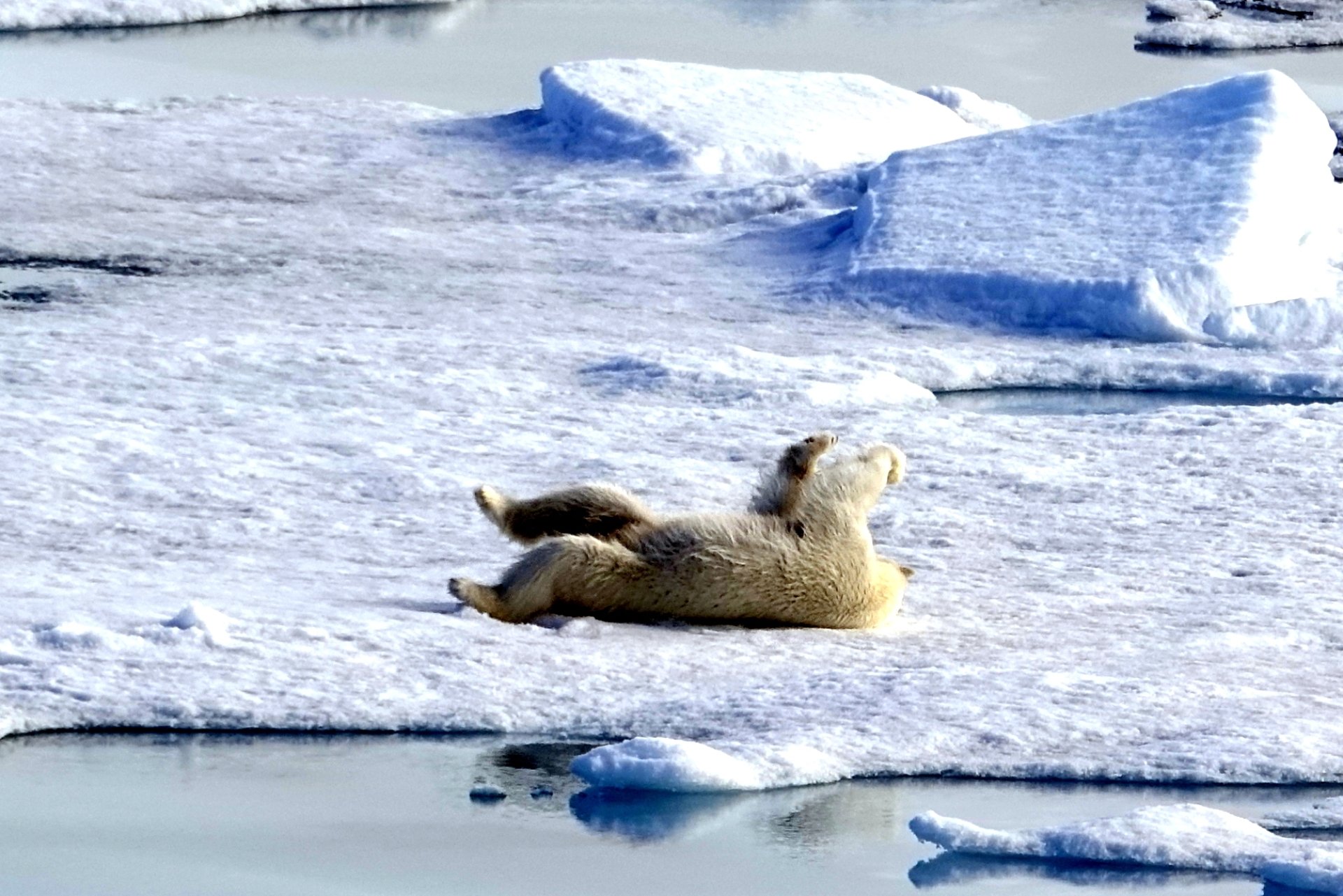 Polar bears Robin Wright 6