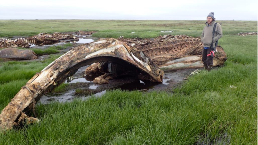 Whale Bone Pile