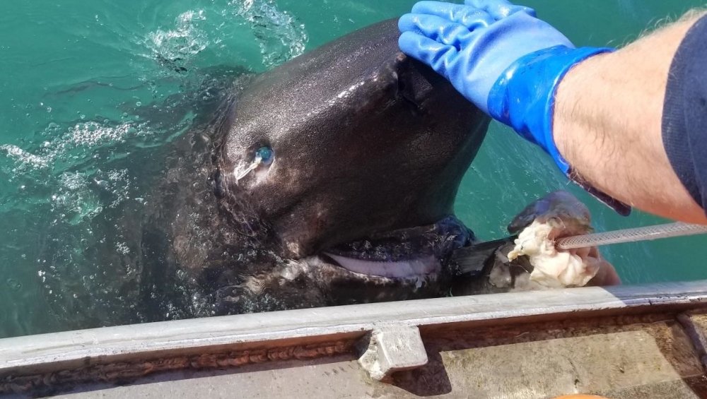 Sleeper shark