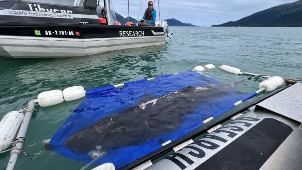 Sleeper shark in cradle