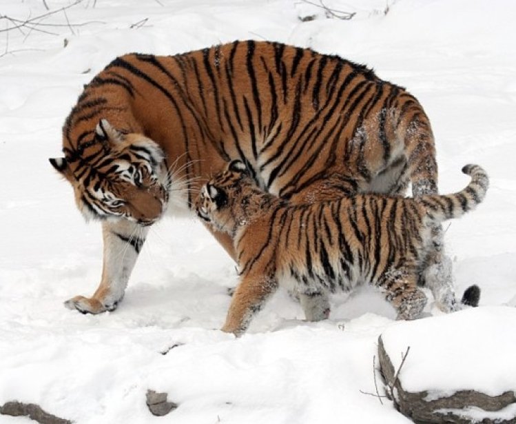  A female Amur tiger