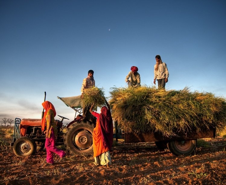 Family harvesting crops, near Jaipur, India.