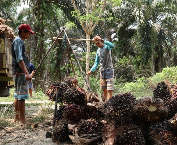 Palm Oil in Indonesia