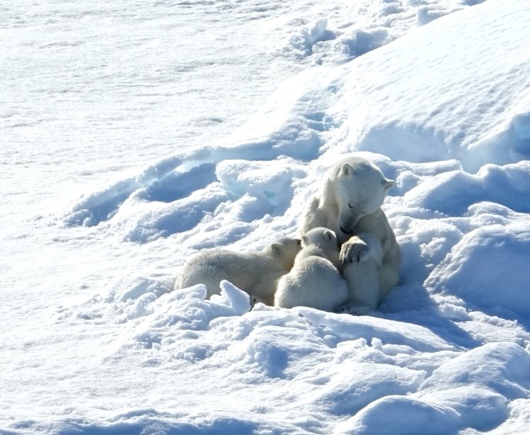 Polar bears Robin Wright 8