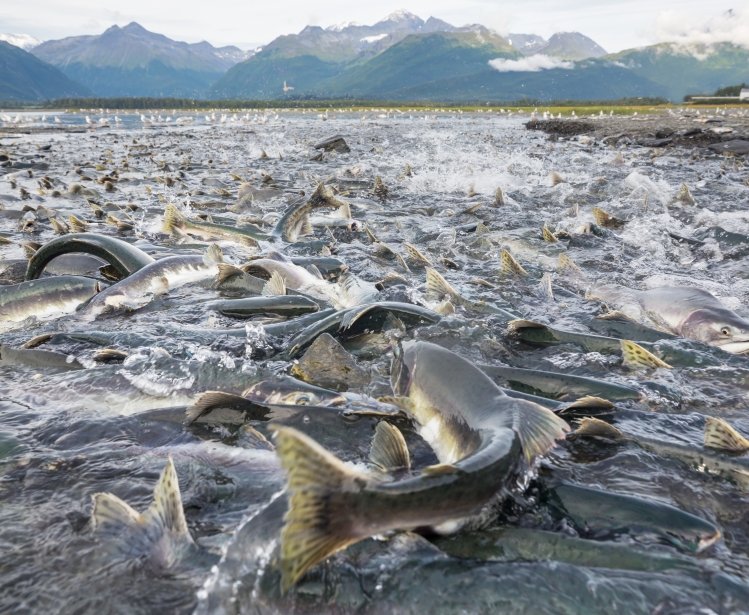 Salmon spawning