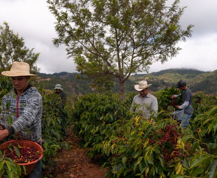 Farmers harvesting coffee in coffee plantations of Guatemala