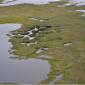 Permafrost degradation